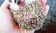 埋在时间深处的刺猬