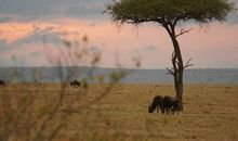 花豹母女读后感