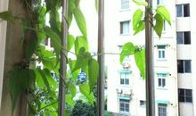 我发现我家的爬山虎长大了