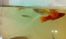 孔雀鱼观察日记