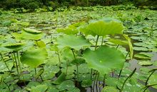 那一方绿色净土