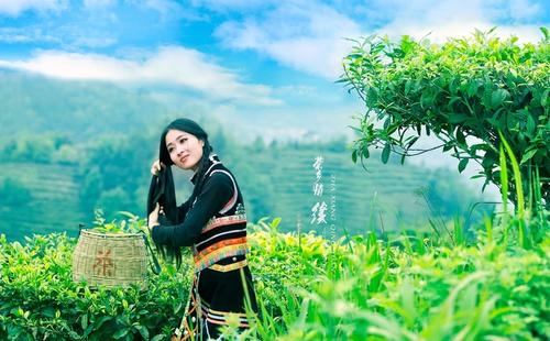 茶乡的想像