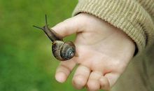 最后一只蜗牛