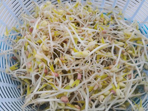 豆芽