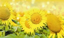 爱是四岁的暖阳