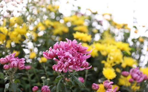 欣赏菊花