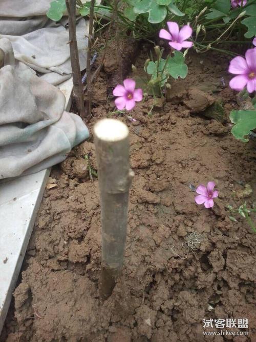 播下希望的树苗