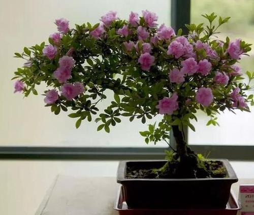 种花给我带来幸福