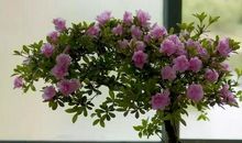 养花给我带来了快乐