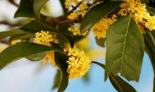 像桂花一样芬芳