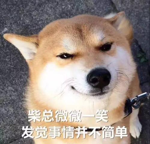 猫狗合作