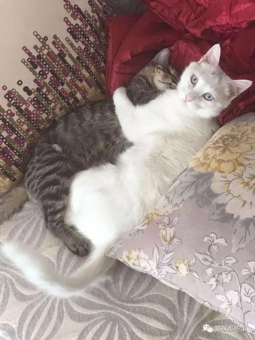 我的好朋友猫