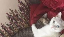 我的好伙伴——猫