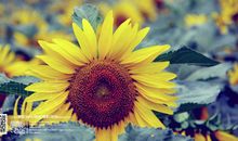 时间就这样溜走