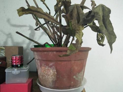 忘不了那盆晚花