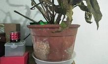 忘不了那盆昙花