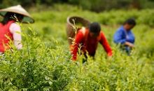 在如茶的日子里