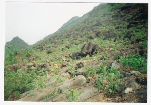 如果要摆脱杂草，必须种庄稼