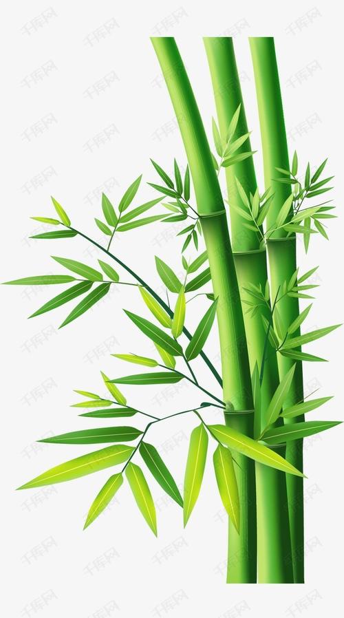 我的植物朋友竹