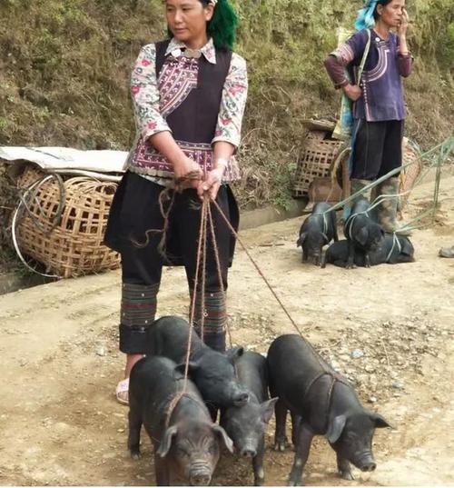 我的乡村生活
