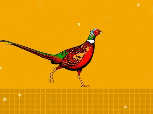 见野鸡