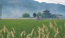 埋在时间深处的老柳树