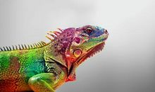 变色龙与变色衣