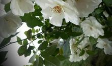 那时我笑看春暖花开