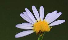 开在心里的一朵花