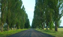 柏油路旁的大树们