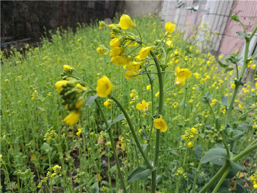 校园植物搜索