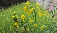 校园植物大搜索