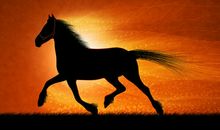 最好的伯乐是自己