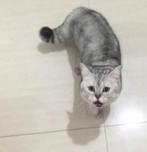 隔壁的老猫