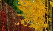 秋天来到银杏村