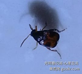 我不再害怕虫子