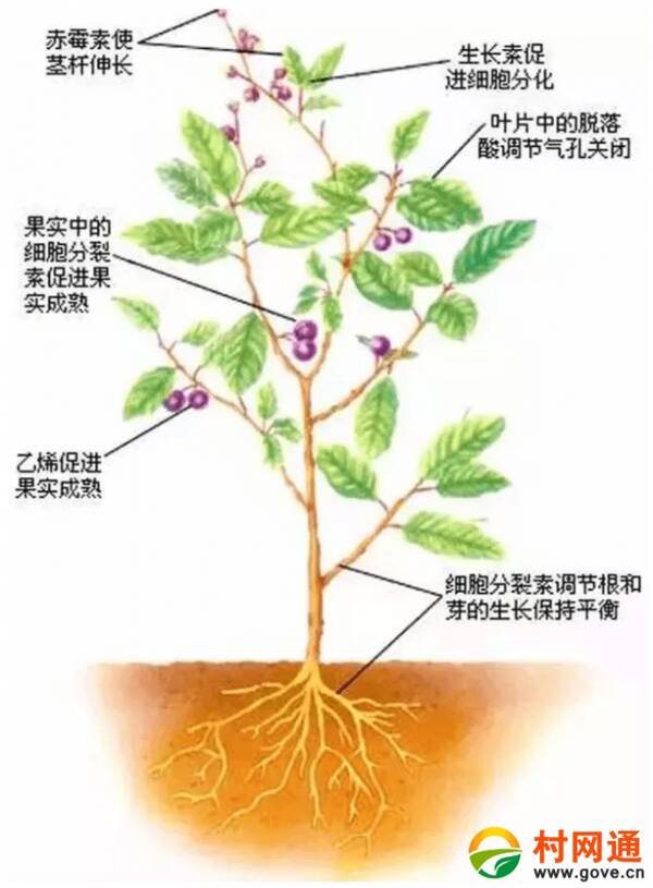 天气寒冷时生长的植物