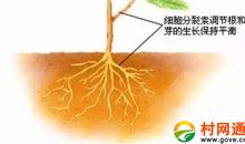 冷天生长的植物