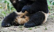 大熊猫的作文三年级