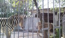 长沙生态动物园参观记