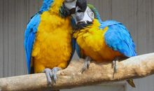 动物园里的鹦鹉