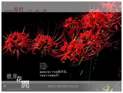 花开在这里