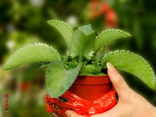 我的植物哥们生根了