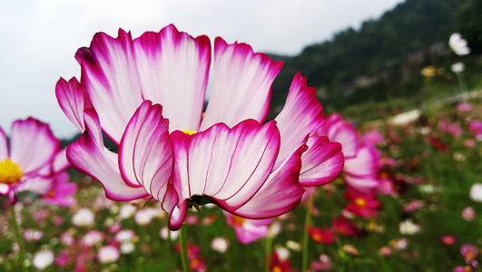 鼓励探索的花朵绽放