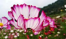 让探索之花在鼓励中绽放