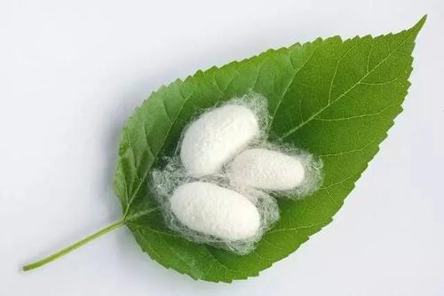 寻找桑叶
