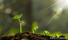 幸福中萌发的种子