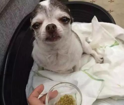 那只狗感动了我的心