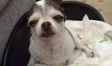 那只狗触动了我的心灵