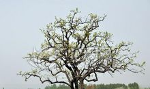 那棵不知名的树